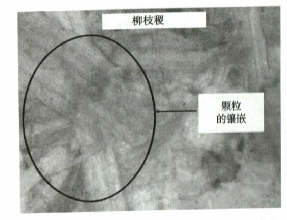 柳枝壓制成生物質顆粒燃料光學顯微照片 柳枝壓制成生物質顆粒燃料光學顯微照片